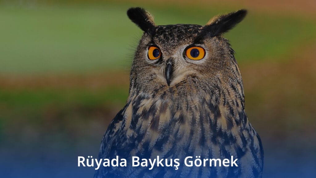 Rüyada Baykuş Görmek