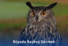 Rüyada Baykuş Görmek
