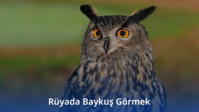 Rüyada Baykuş Görmek