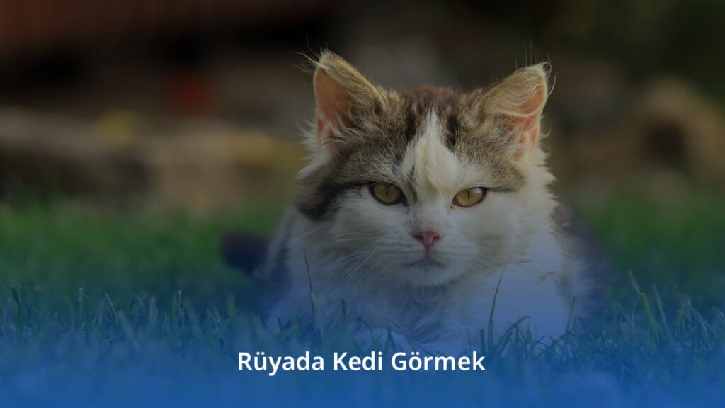 Rüyada Kedi Görmek