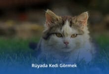 Rüyada Kedi Görmek