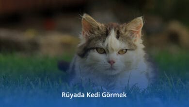 Rüyada Kedi Görmek