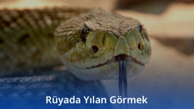 Rüyada Yılan Görmek